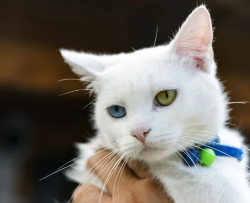 Türkiye'nin Mükemmel Kedileri: Bir Kedi Yolculuğu